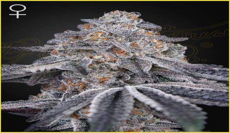 Dosidos x Holy Punch Genetics